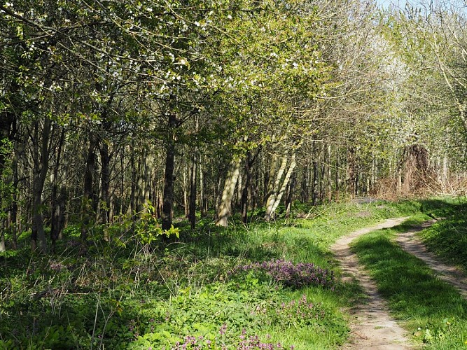 Hamberg-Rundweg