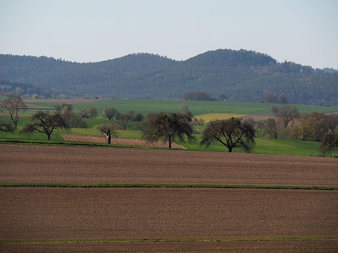 Vue sur les Vosges du Nord