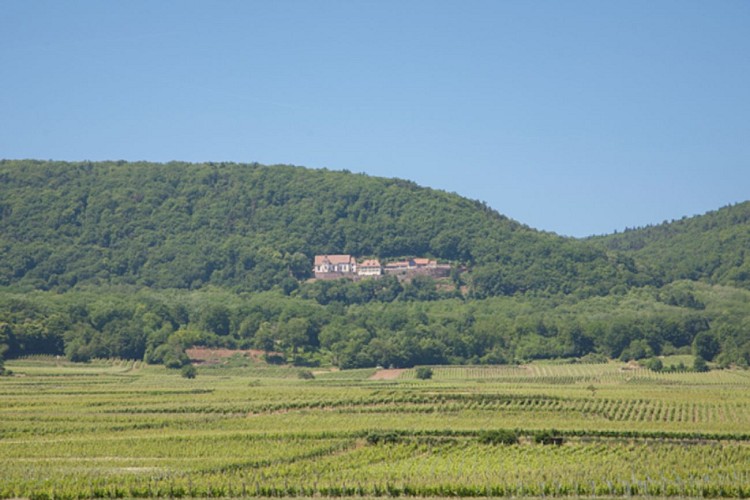Vignoble et forêt à VTT