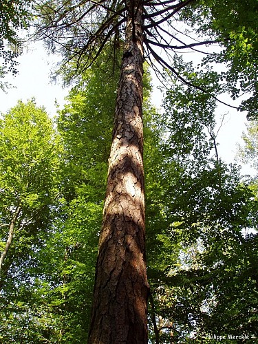 Le Grand Mélèze de Durmenach