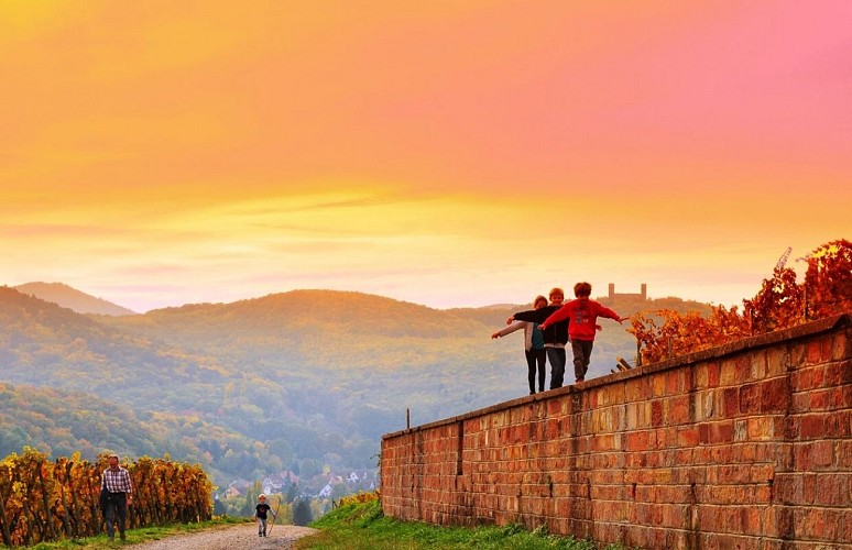Sentier viticole de Mittelbergheim - Le Zotzenberg