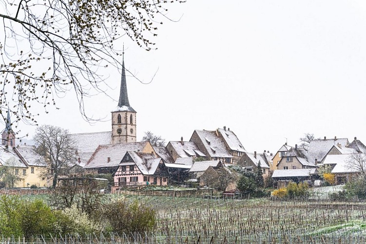 Sentier viticole de Mittelbergheim - Le Zotzenberg