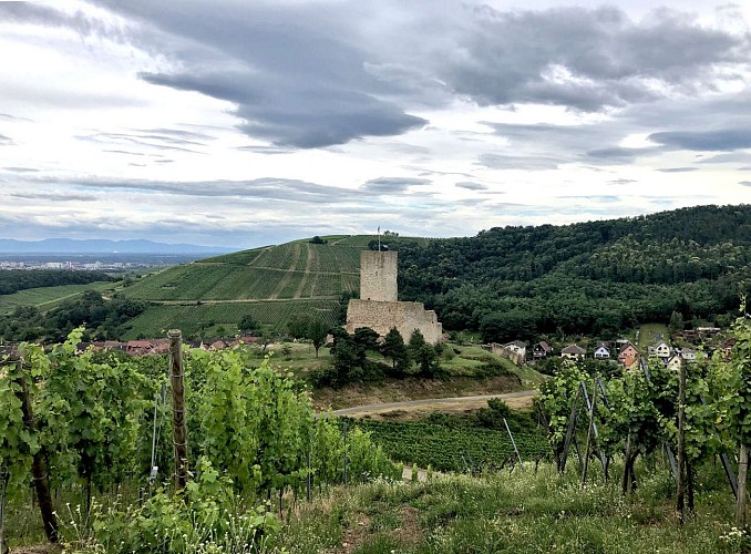 Mountainbike Strecke 13 - Auf der Höhe von Katzenthal