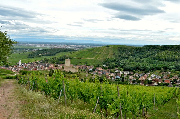 Circuit VTT 13 - Les hauteurs de Katzenthal