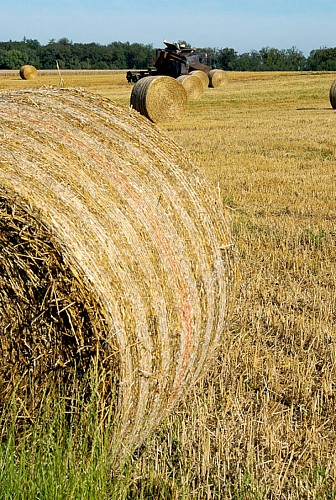 Paysage agricole du Sundgau