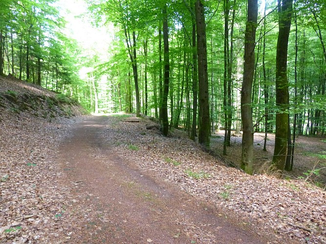 Le chemin forestier du Finkenthal