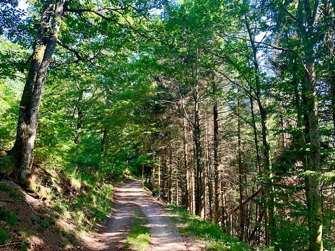 Forêt de Bourbach le Haut