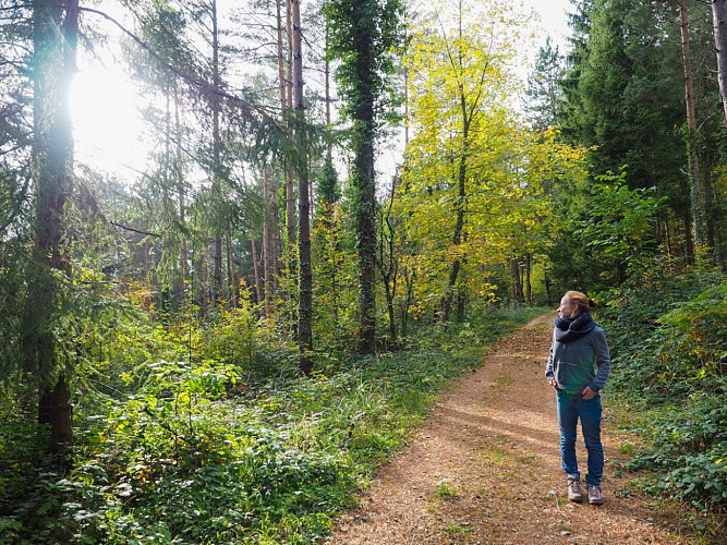 Le circuit de la mémoire d'Ammertzwiller