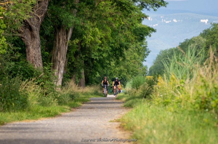 Rhône au Rhin, Nord - Von Neuf-Brisach bis Artzenheim