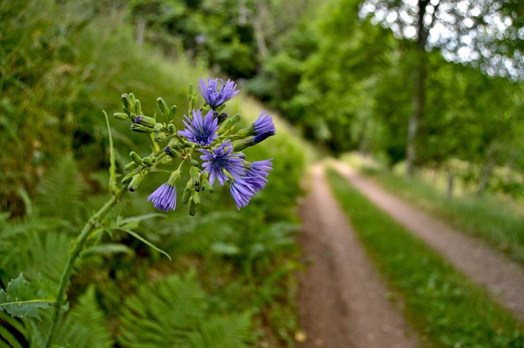 Hiking tour - on the heights of Le Bonhomme