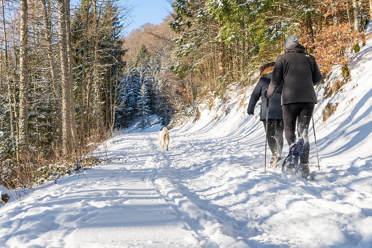 Circuit raquettes n°2 - le tour du Schnepfenried