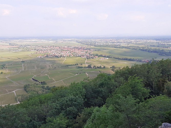 Rundwanderung - zum Schloss Ortenbourg