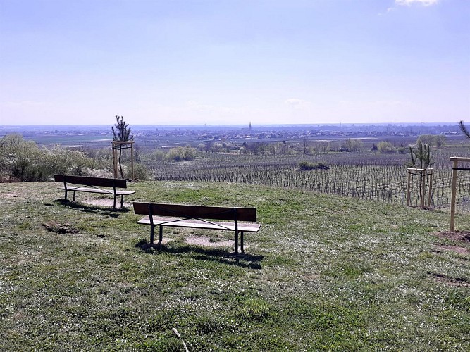 Hiking tour - towards Ortenbourg castle