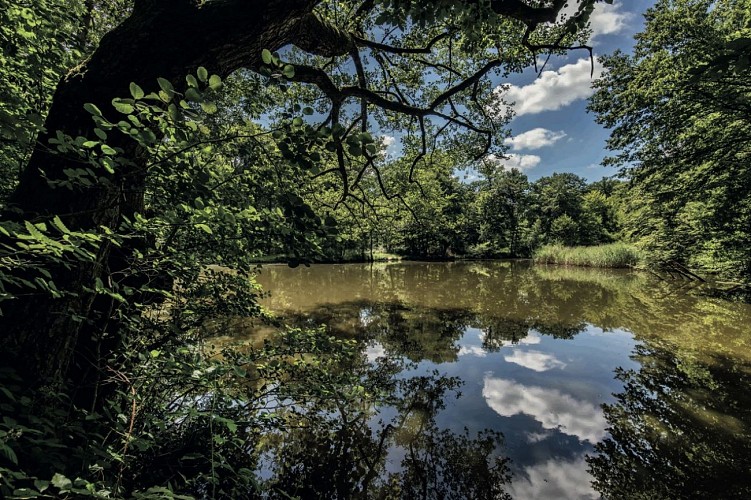 La Forêt d'Exception® de Haguenau - N°17 : Der Zugangsweg zum GR® 532