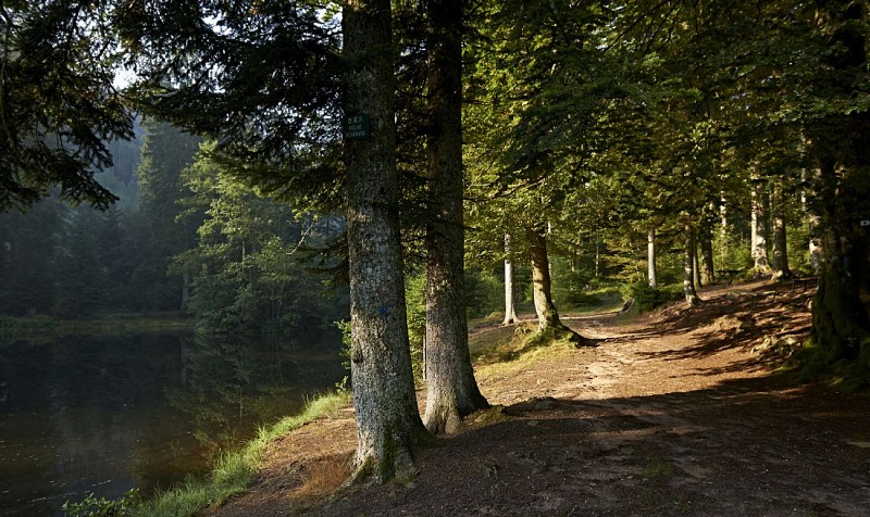 Hiking trail C25: The ponds of Salm and the peat bog of la Maxe