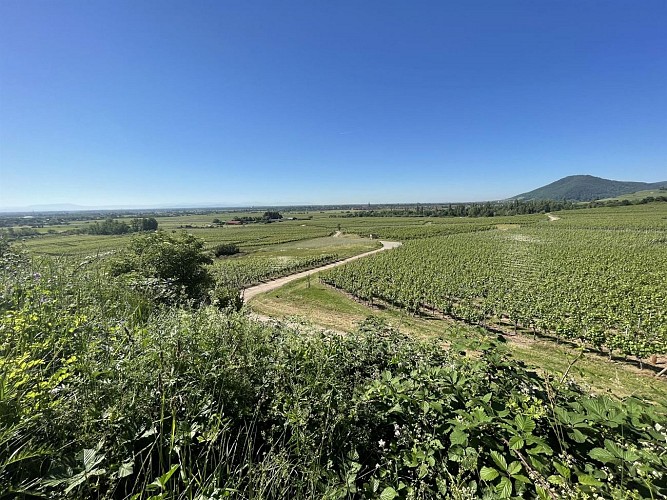 Sentier des Roches à Dieffenthal