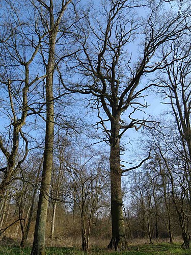 Hiking tour - in the Ill*Wald forest