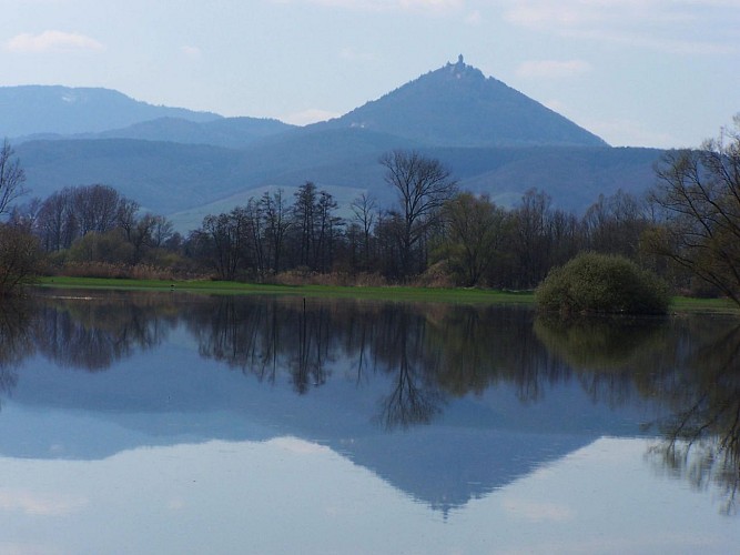 Hiking tour - in the Ill*Wald forest