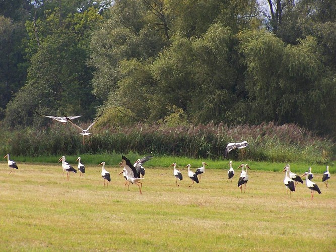 Circuit dans l'Ill*Wald