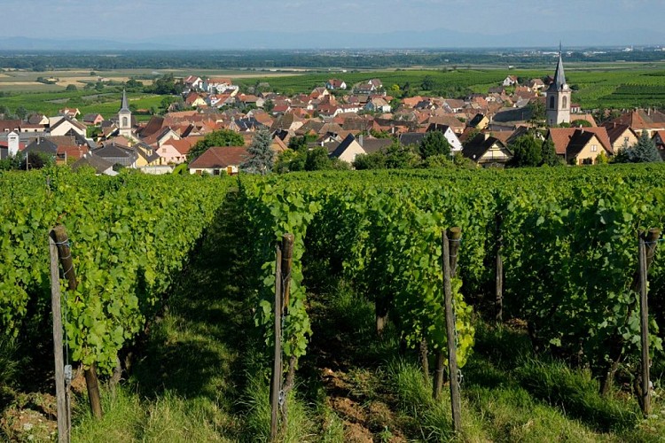 Sentier d'interprétation 'La viticulture moderne'