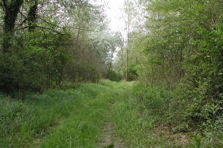 Duke's Trail