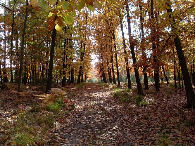 Circuit découverte En forêt de Weitbruch