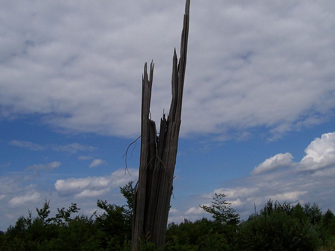 Circuit découverte En forêt de Weitbruch
