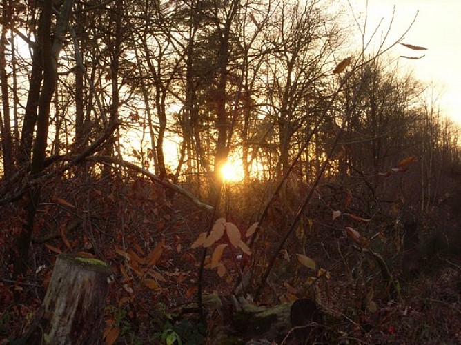 Circuit découverte En forêt de Weitbruch