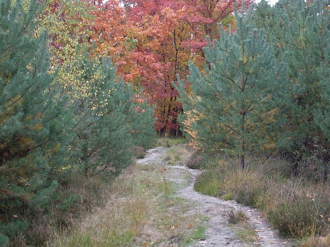 Circuit découverte En forêt de Weitbruch
