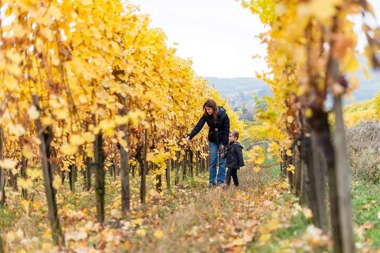 Dans le vignoble de Guebwiller en automne
