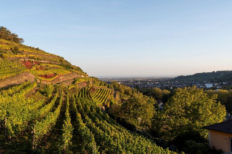 Circuit de randonnée: le vignoble de Guebwiller