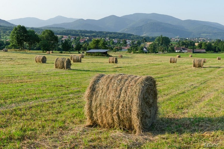 Les champs de Roderen