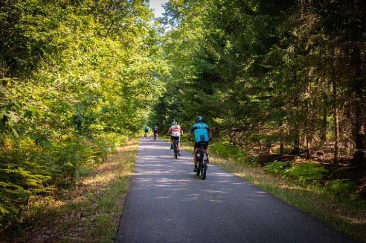 Circuit vélo à la découverte de la Forêt d'Exception®
