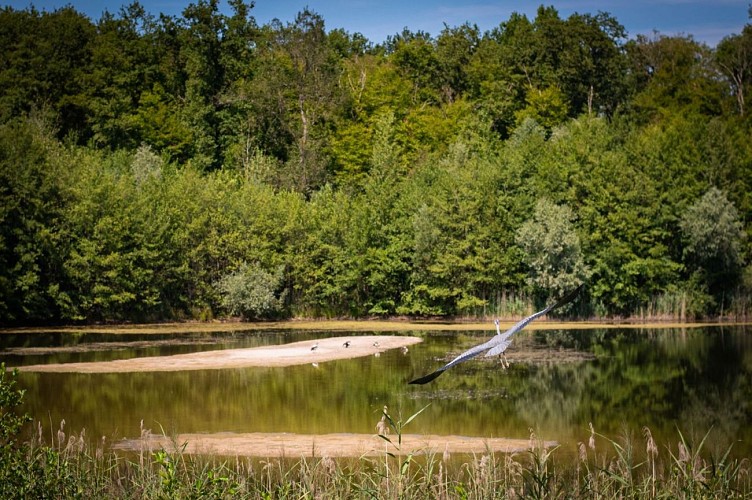 Circuit vélo à la découverte de la Forêt d'Exception®