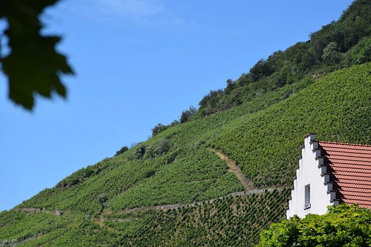 Le vignoble de Vieux-Thann