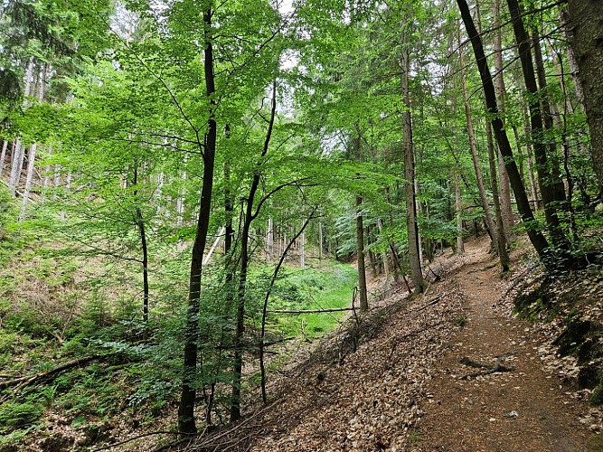 Circuit du Seelberg