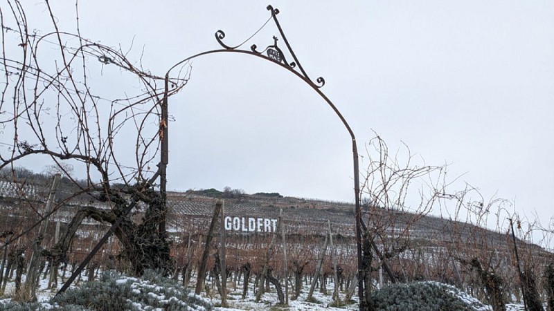 Der Spaziergang des Grand Cru Goldert