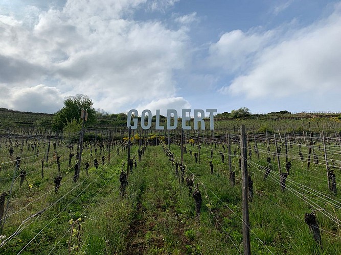 The Grand Cru Goldert walk