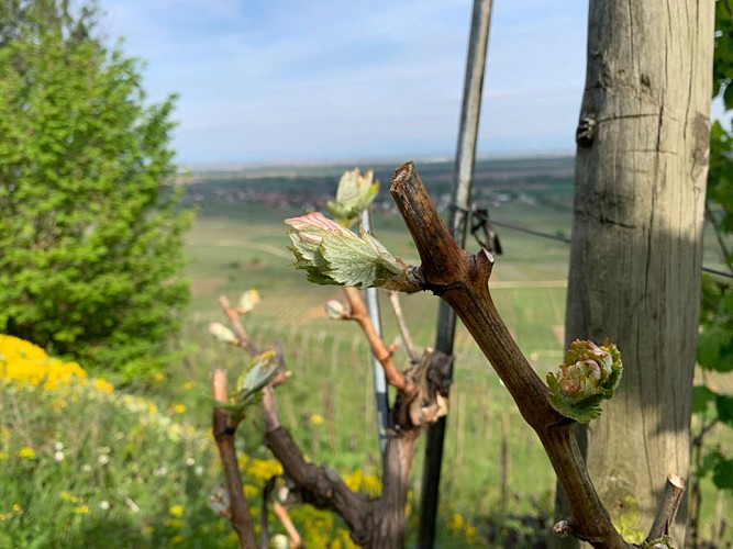 La promenade du Grand Cru Goldert