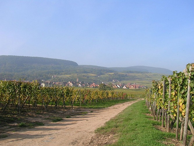 La promenade du Grand Cru Goldert
