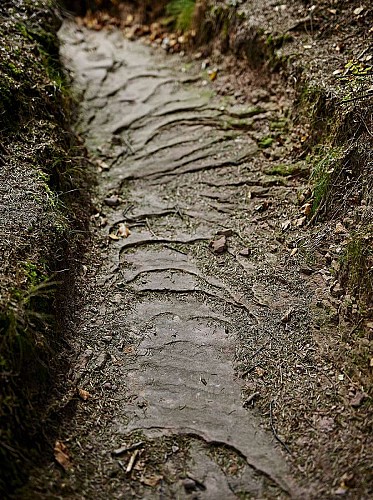 Sentier thématique : Le sentier du Château de Salm