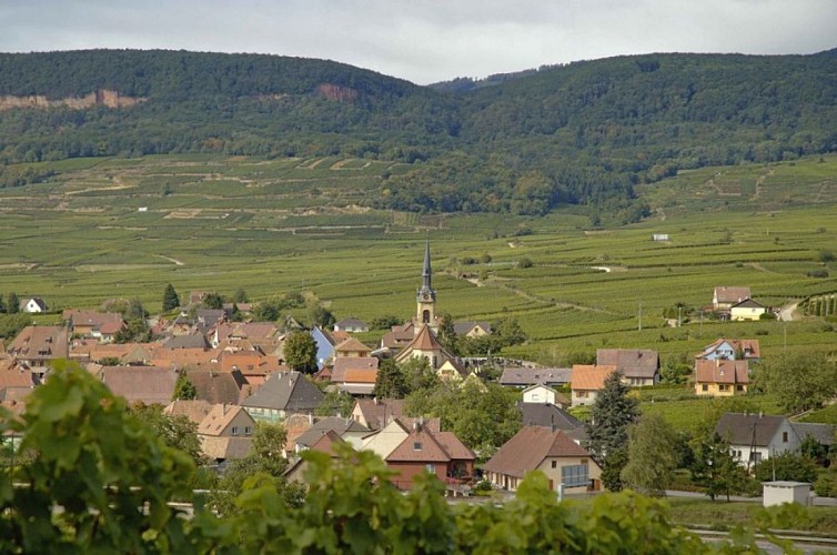 La roseraie et le Grand Cru Hatschbourg