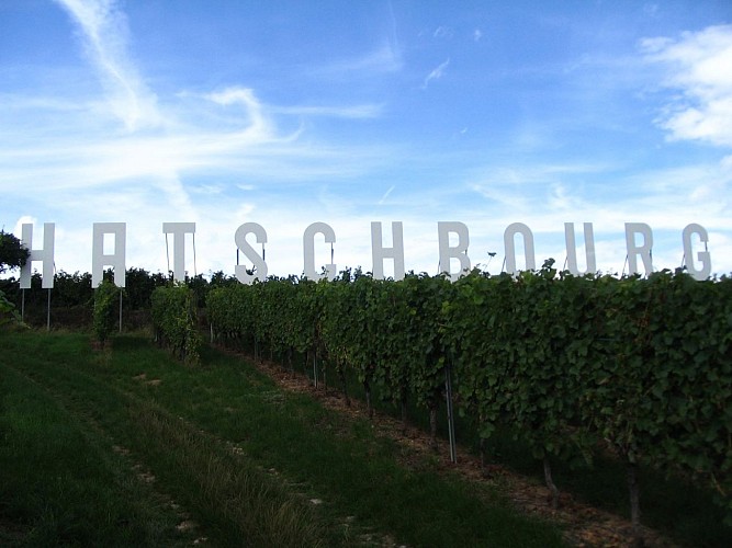 La roseraie et le Grand Cru Hatschbourg