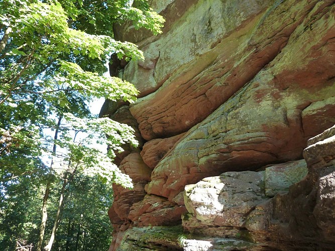 Faune et flore locale vers le château de la Wasenbourg, Niederbronn-les-Bains, Alsace
