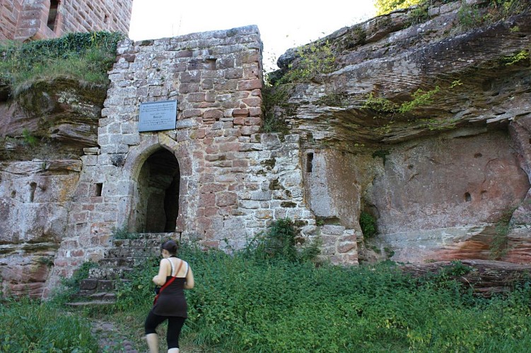 Faune et flore locale vers le château de la Wasenbourg, Niederbronn-les-Bains, Alsace