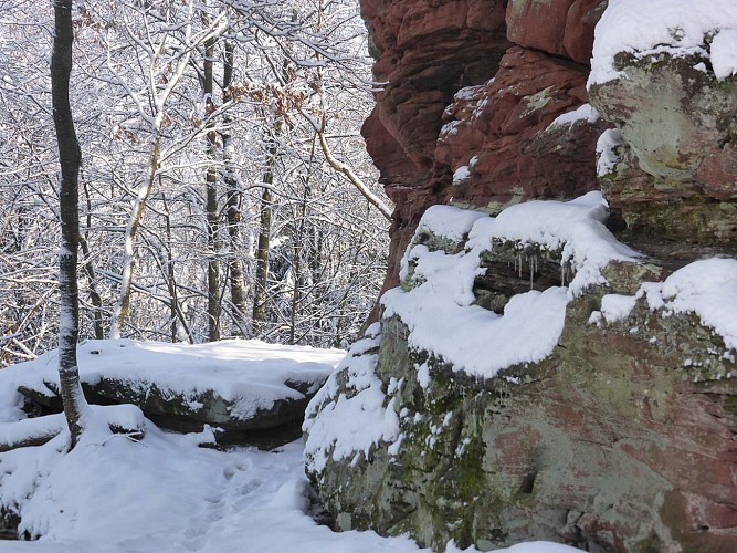 Faune et flore locale vers le château de la Wasenbourg, Niederbronn-les-Bains, Alsace