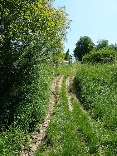 Circuit découverte Le vallon du Lohgraben