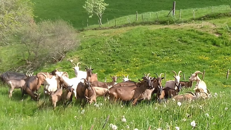 Hike : On the ridges from Baerenkopf to Sudel