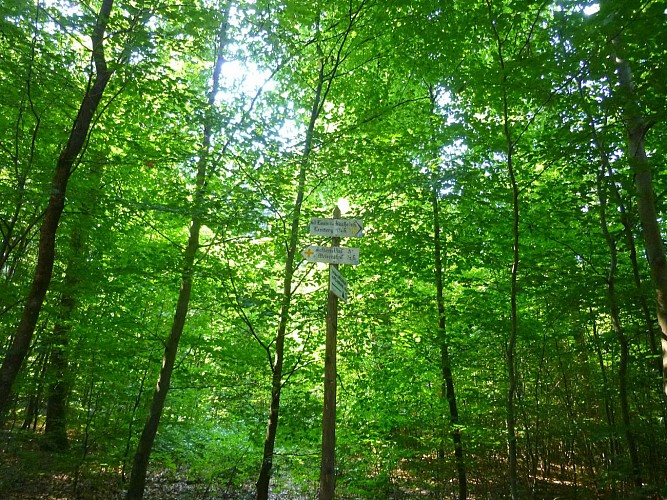 Au chêne Georgel, suivre la croix jaune vers Saint-Louis-lès-Bitche