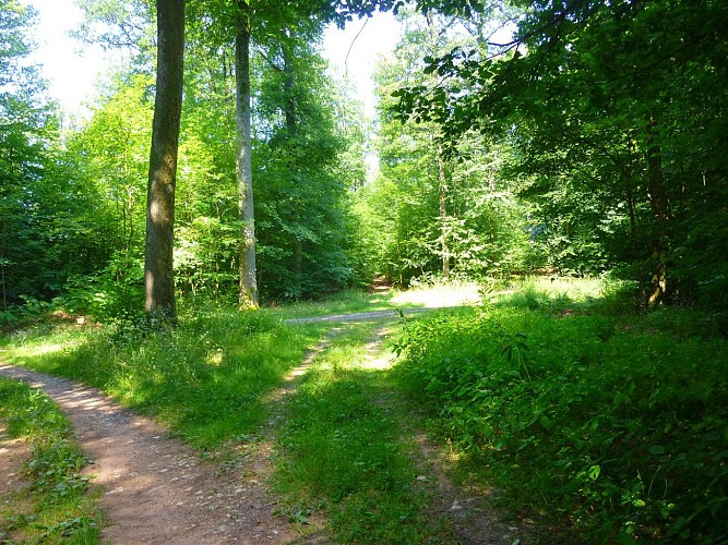 Emprunter le sentier tout droit pour rejoindre Saint-Louis-lès-Bitche et son célèbre Musée du cristal.